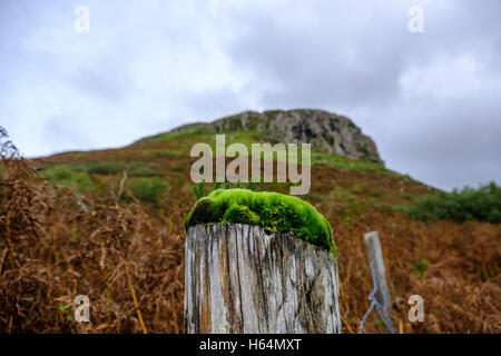 Vibrant green moss and algae growing on top of an old wooden fence post appears to form a miniature forest with the rugged peak Stock Photo