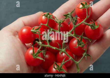 Bunch cherry tomatoes in hand on black background Stock Photo