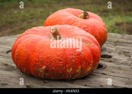 Organic Pumpkins on a Wooden Table Stock Photo