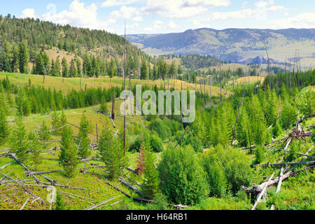 Blacktail Plateau in Yellowstone National Park, Wyoming in summer Stock Photo