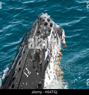 Humpback whales at Hervey Bay, Queensland, Australia.Top place for whale watching ,holiday destination.travel Queensland and enjoy the warm climate. Stock Photo