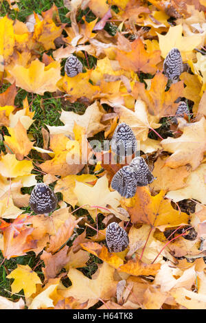 Autumn leaves and conical fungi on grass, Virginia Water, Surrey, England, United Kingdom Stock Photo