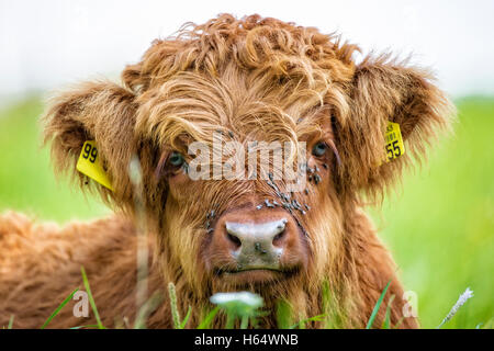 Close up of highland cow calf lying in grass Stock Photo