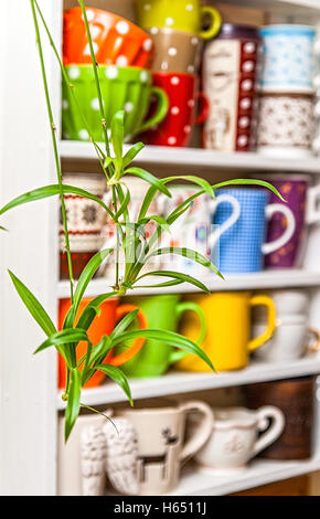 Chlorophytum on the background of shelves with colorful cups. Stock Photo