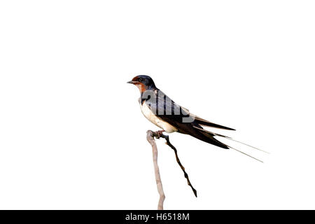 Barn swallow, Hirundo rustica, single bird on branch, Bulgaria, June 2012