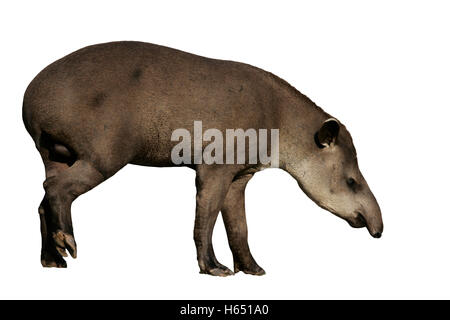 Brazilian tapir, Tapirus terrestris, on land in Brazil Stock Photo