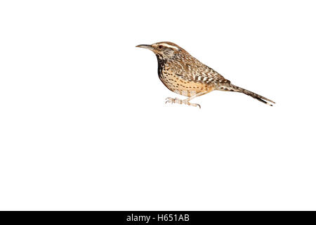 Cactus wren, Campylorhynchus brunneicapillus, Arizona, USA, winter Stock Photo