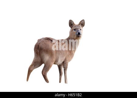 Chinese water deer, Hydropotes inermis, single mammal on grass, Bedfordshire, February 2013 Stock Photo