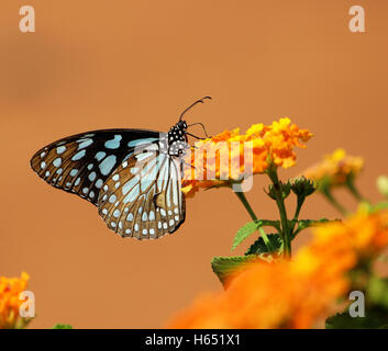 Blue Tiger butterfly feeding Scientific name - Tirumala limniace - Butterflies of the Indian subcontinent Stock Photo