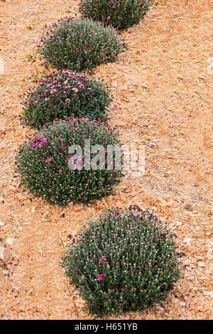 Decorative green bushes chrysanthemums on a background of sand in the garden Stock Photo