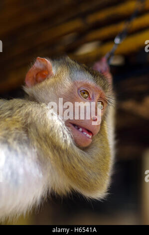 a young brown macaca monkey in Chains. Thailand Stock Photo