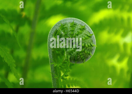 fern like a fern in at a sunny day, closeup Stock Photo