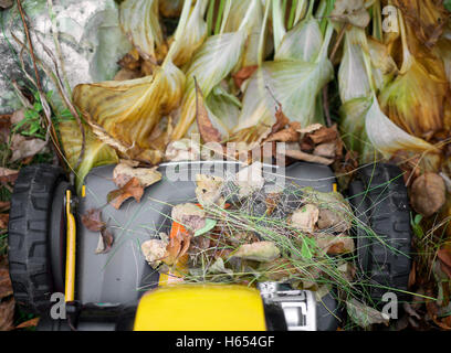Lawn Mower In Action Stock Photo