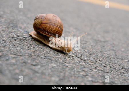 Close-up of the snail on the asphalt sidewalk Stock Photo