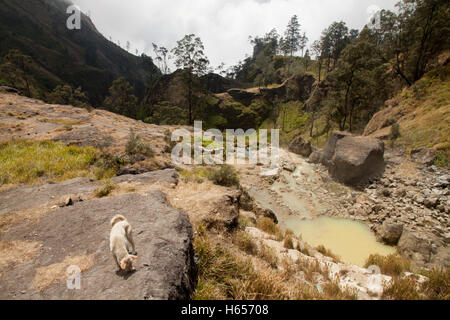 Hot springs with yellow water at Mount Rinjani volcano, Lombok, Indonesia Stock Photo