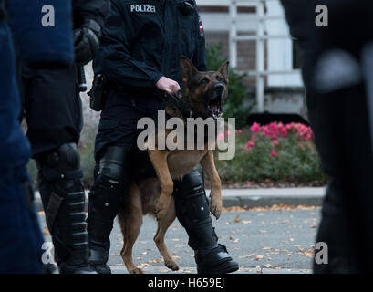 Diepholz, Germany. 24th Oct, 2016. Police officers from the police dog handler unit of the Osnabrueck police department, together with the riot police and the Central Police Deprtment of Lower Saxony are deploying service dogs during a violent demonstration in Diepholz, Germany, 24 October 2016. Photo: Ingo Wagner/dpa/Alamy Live News Stock Photo