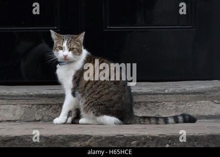 London, UK. 25th October 2016. Larry the Downing Street cat. Credit:  Vickie Flores/Alamy Live News Stock Photo