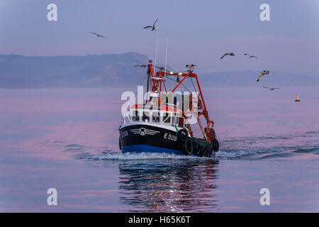 Lyme Regis, Dorset, UK. 25th Oct, 2016. UK Weather. A fishing boat with its catch is followed by seagulls as it sails towards the Cobb Harbour at Lyme Regis on the Jurassic Coast of Dorset on a calm evening shortly after sunset which turns the water a shade of pink. Picture Credit:  Graham Hunt/Alamy Live News Stock Photo