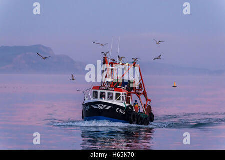 Lyme Regis, Dorset, UK. 25th Oct, 2016. UK Weather. A fishing boat with its catch is followed by seagulls as it sails towards the Cobb Harbour at Lyme Regis on the Jurassic Coast of Dorset on a calm evening shortly after sunset which turns the water a shade of pink. Picture Credit:  Graham Hunt/Alamy Live News Stock Photo
