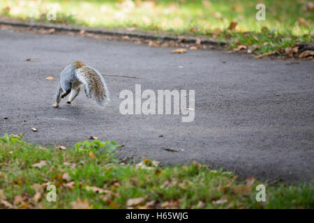 Back of a grey/gray squirrel jumping on a path in a park in autumn Stock Photo