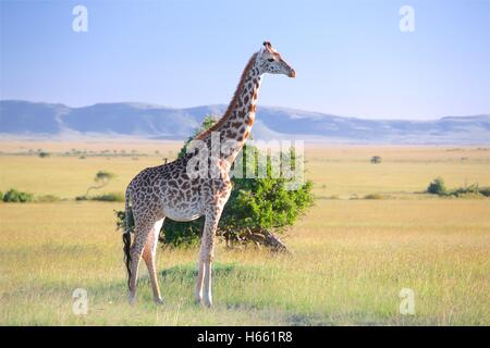 Giraffe on the savannah on safari in Masai Mara, Kenya. Stock Photo