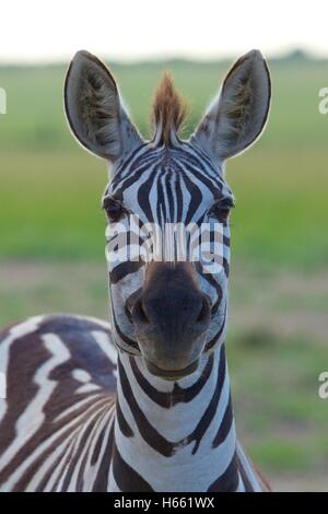 Funny zebra closeup on safari in Masai Mara, Kenya. Stock Photo
