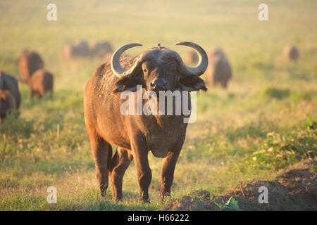 Viewing wild buffalo at sunrise at Lake Nakuru National Park, Kenya Stock Photo