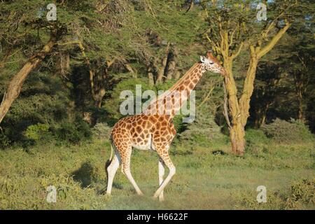 Viewing wild Rothschild giraffe on safari in Lake Nakuru, Kenya Stock Photo