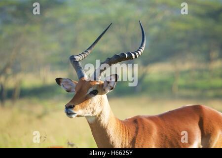 Viewing wild impala on safari in Lake Nakuru National Park, Kenya. Stock Photo