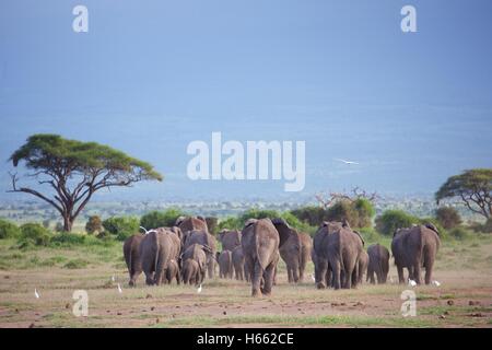 On safari in Amboseli National Park, Kenya. Stock Photo