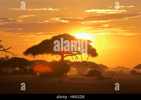 On safari in Amboseli National Park, Kenya. Stock Photo