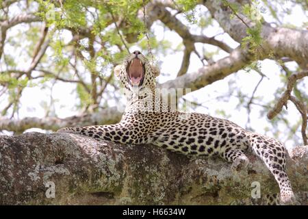 Viewing leopard on safari in Serengeti National Park, Tanzania. Stock Photo