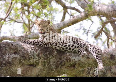 On safari in Serengeti National Park, Tanzania. Stock Photo