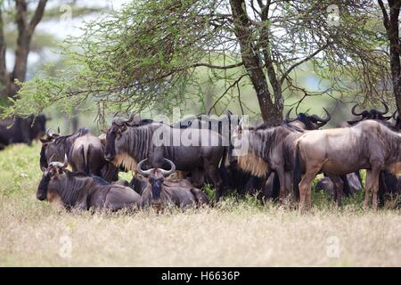 Wild wildebeest on safari in Serengeti National Park, Tanzania. Stock Photo