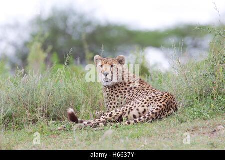 Viewing cheetah on safari in Serengeti National Park, Tanzania. Stock Photo