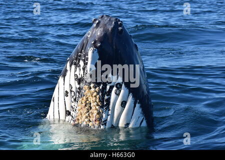 barnacles on whales