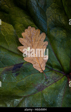 Fallen autumn leaf on a larger green leaf. Stock Photo