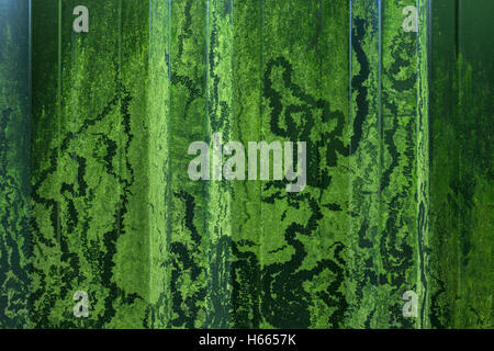 Patterns left by gastropods removing algae with their radulae. Stock Photo