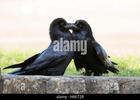 ravens breeding pair Stock Photo