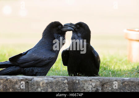 ravens breeding pair