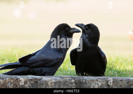 ravens breeding pair Stock Photo