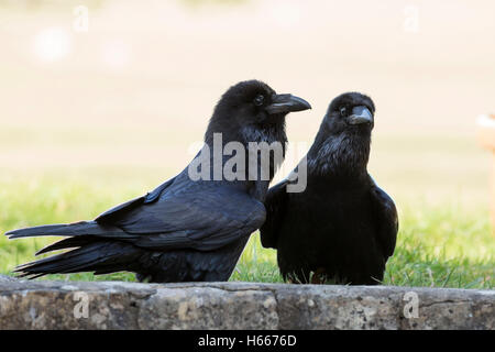 ravens breeding pair