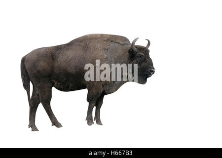 European bison, Bison bonasus, singe mammal on grass Stock Photo