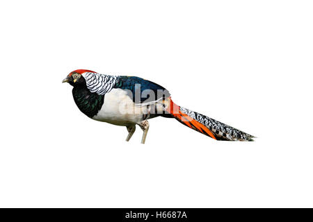 Lady amhersts pheasant, Chrysolophus amherstiae, male, Norfolk, July 2009 Stock Photo