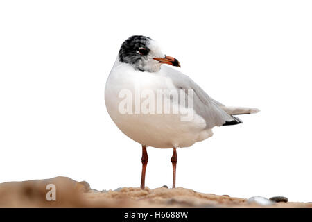 Mediterranean gull, Larus melanocephalus, single bird on beach, Norfolk, March 2010 Stock Photo