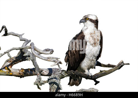 Osprey, Pandion haliaetus, single male on branch, Finland, July 2012 Stock Photo