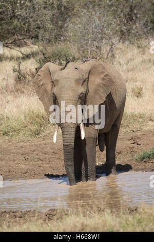 One African elephant drinking water hole Laikipia plateau grasslands Kenya