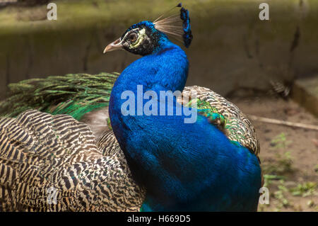 Indian peacock bird closeup portrait shot with vibrant color plumage Stock Photo
