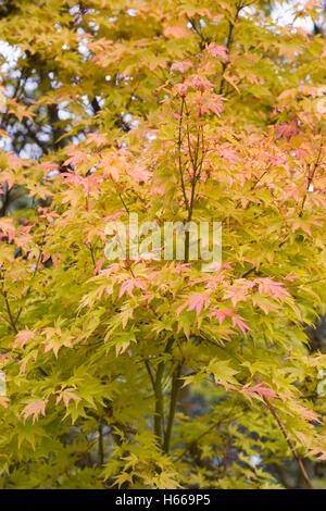 Acer palmatum 'Sango-kaku'. Coral bark maple. Stock Photo