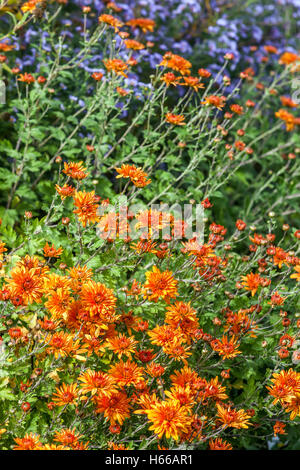 Chrysanthemum mandarine, orange, autumn colors Asters Autumn garden flowers Stock Photo